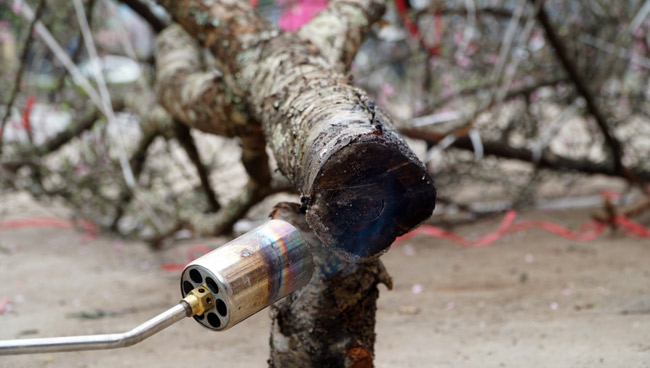 Trước Tết 2 tuần: Đào rừng đổ bộ phố Thủ đô, thét giá chục triệu